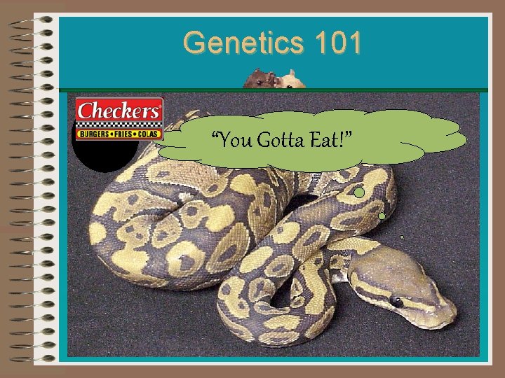 Genetics 101 “You Gotta Eat!” We here at SRCS honor the longstanding proven tradition