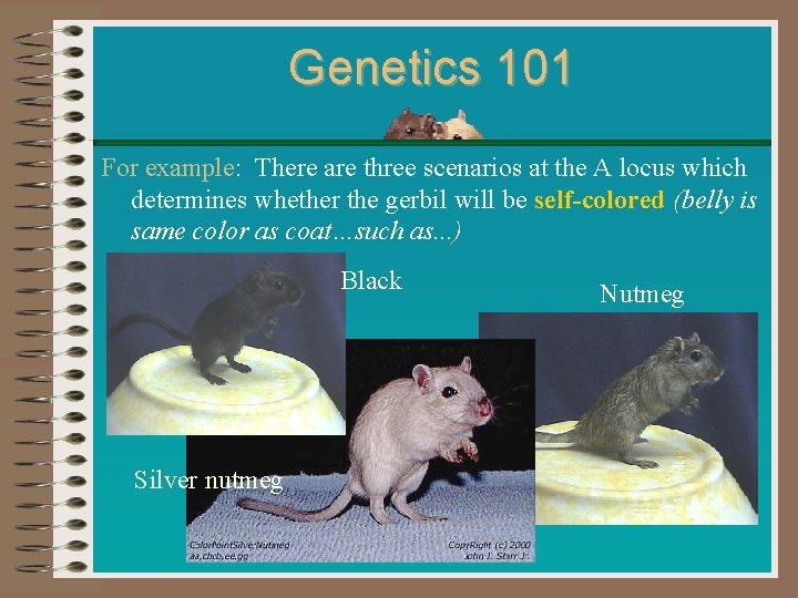 Genetics 101 For example: There are three scenarios at the A locus which determines