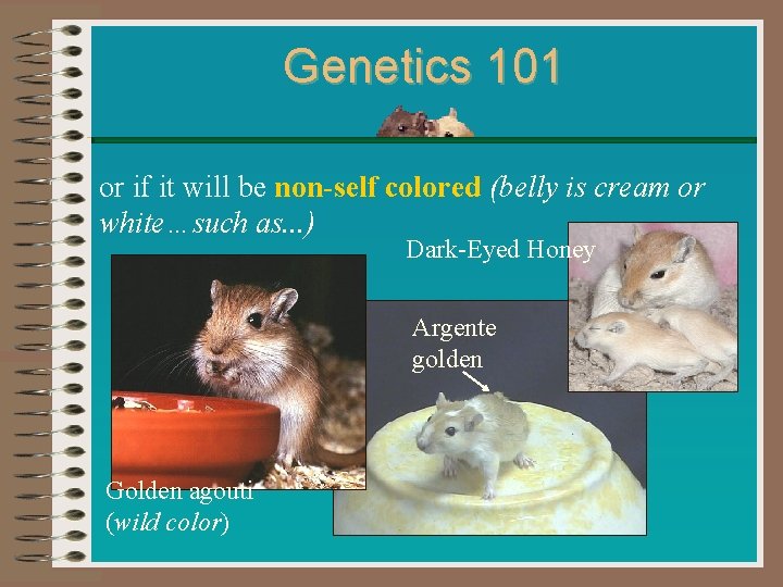 Genetics 101 or if it will be non-self colored (belly is cream or white…such