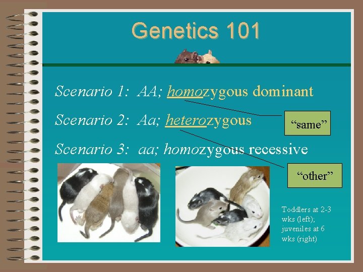 Genetics 101 Scenario 1: AA; homozygous dominant Scenario 2: Aa; heterozygous “same” Scenario 3: