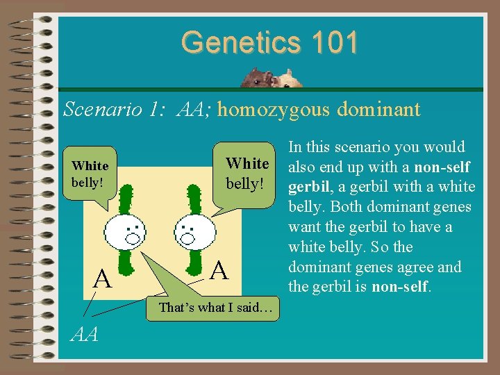 Genetics 101 Scenario 1: AA; homozygous dominant White belly! A In this scenario you