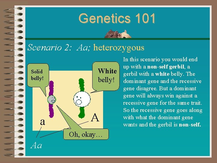 Genetics 101 Scenario 2: Aa; heterozygous Solid belly! a White belly! A Oh, okay…