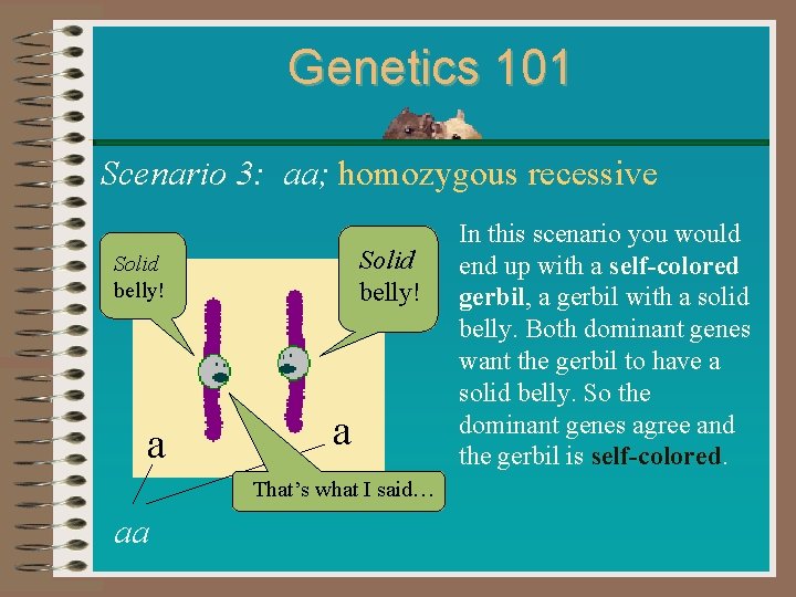 Genetics 101 Scenario 3: aa; homozygous recessive Solid belly! a a That’s what I