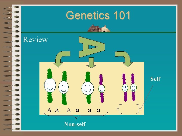 Genetics 101 Review Self A A A a a a Non-self 