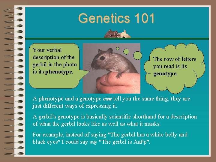 Genetics 101 Your verbal description of the gerbil in the photo is its phenotype.