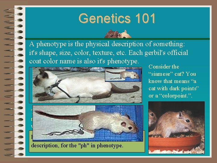 Genetics 101 A phenotype is the physical description of something: it's shape, size, color,