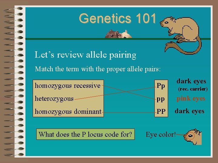 Genetics 101 Let’s review allele pairing Match the term with the proper allele pairs: