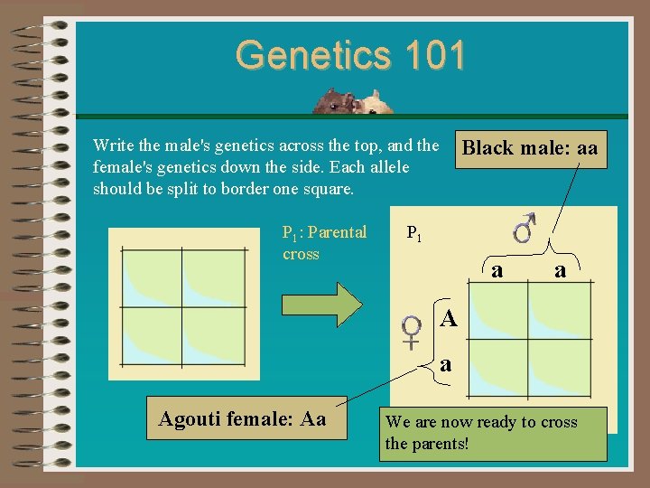 Genetics 101 Write the male's genetics across the top, and the female's genetics down