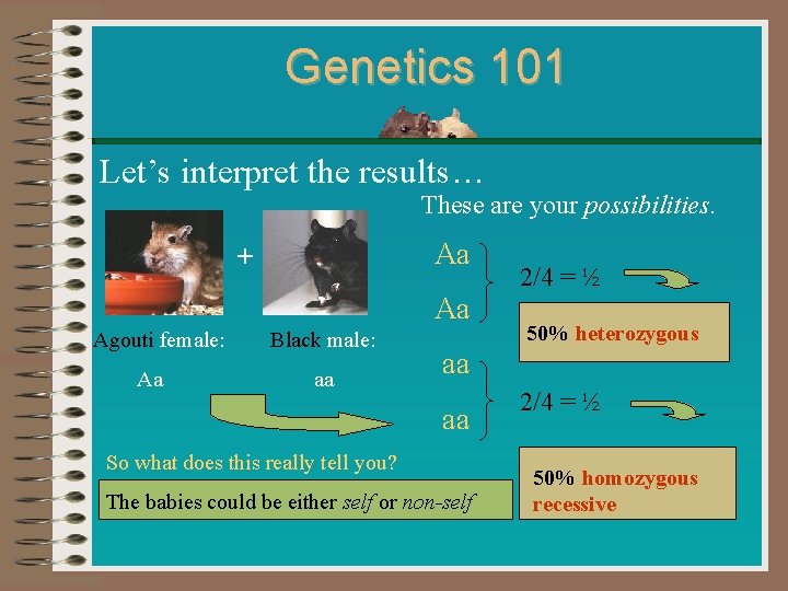 Genetics 101 Let’s interpret the results… These are your possibilities. Aa + Aa Agouti