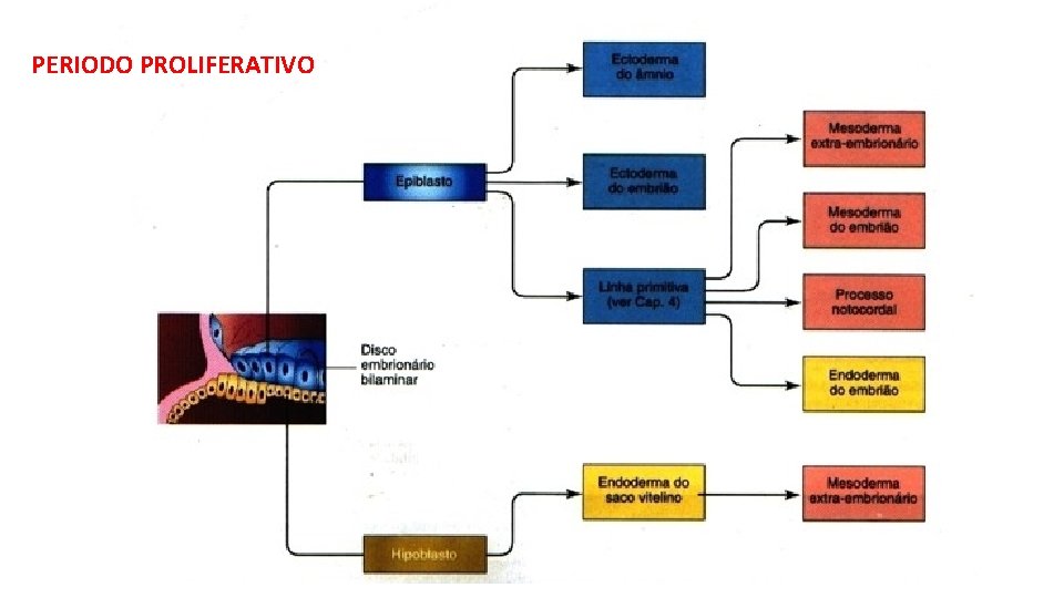 PERIODO PROLIFERATIVO 