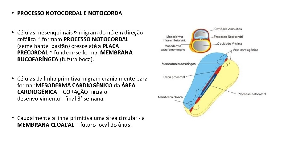  • PROCESSO NOTOCORDAL E NOTOCORDA • Células mesenquimais ⇨ migram do nó em