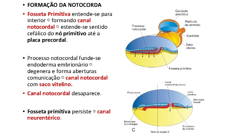  • FORMAÇÃO DA NOTOCORDA • Fosseta Primitiva entende-se para interior ⇨ formando canal