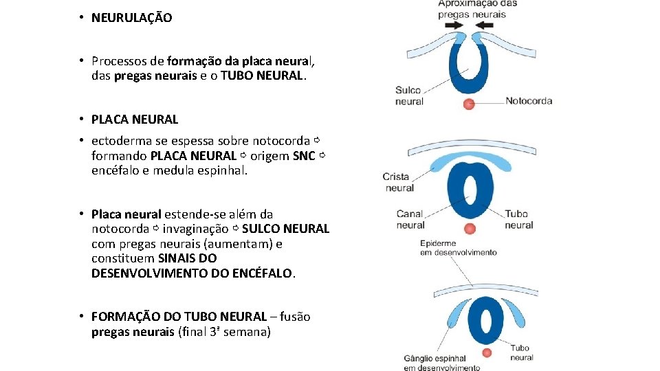  • NEURULAÇÃO • Processos de formação da placa neural, das pregas neurais e