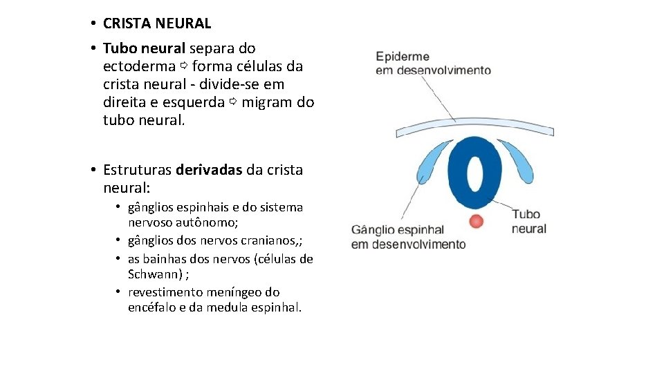  • CRISTA NEURAL • Tubo neural separa do ectoderma ⇨ forma células da