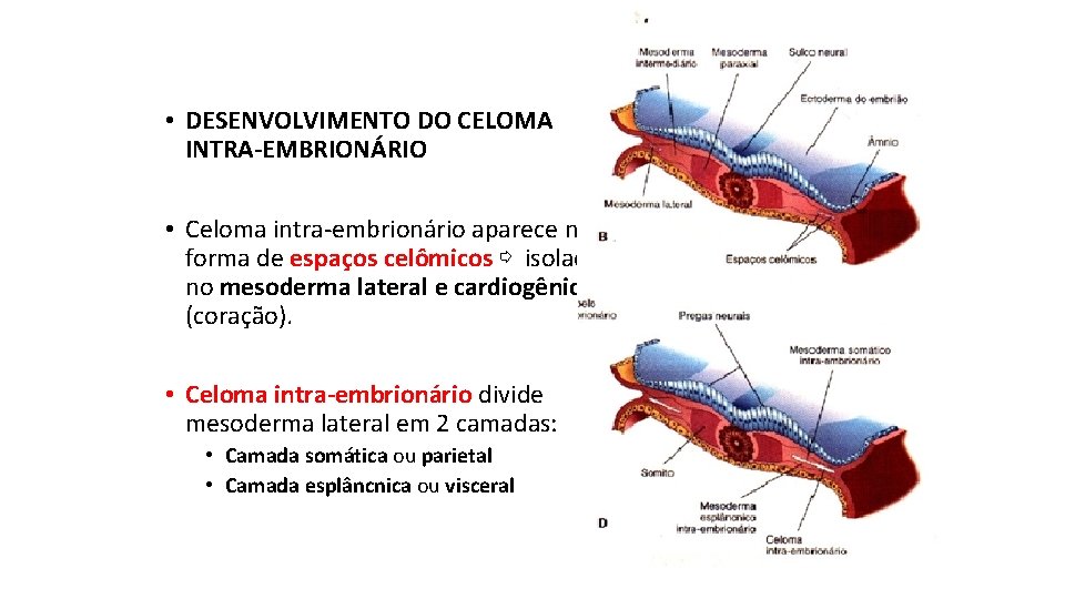  • DESENVOLVIMENTO DO CELOMA INTRA-EMBRIONÁRIO • Celoma intra-embrionário aparece na forma de espaços