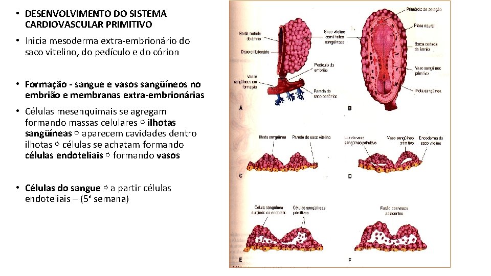  • DESENVOLVIMENTO DO SISTEMA CARDIOVASCULAR PRIMITIVO • Inicia mesoderma extra-embrionário do saco vitelino,