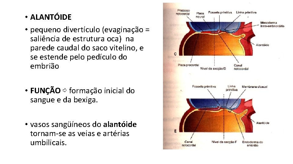  • ALANTÓIDE • pequeno divertículo (evaginação = saliência de estrutura oca) na parede