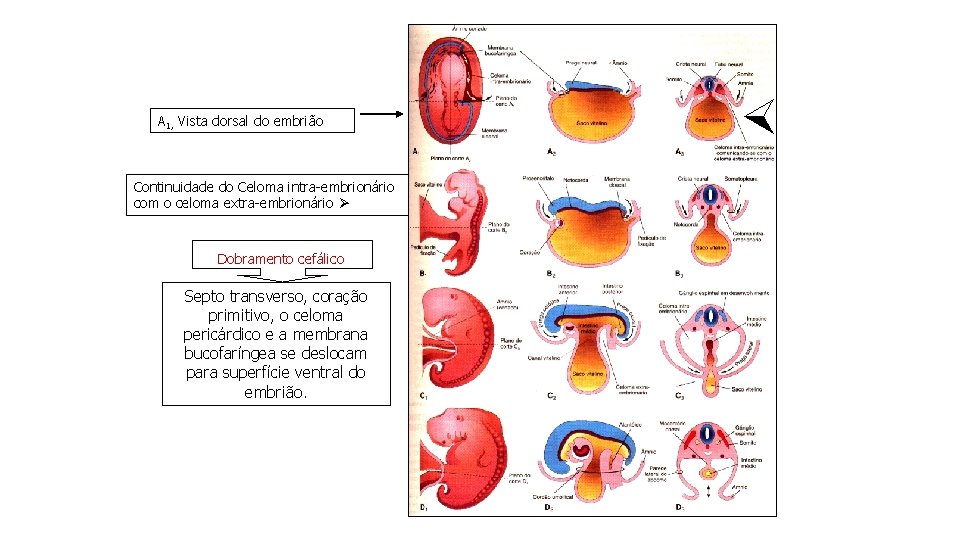 A 1, Vista dorsal do embrião Continuidade do Celoma intra-embrionário com o celoma extra-embrionário