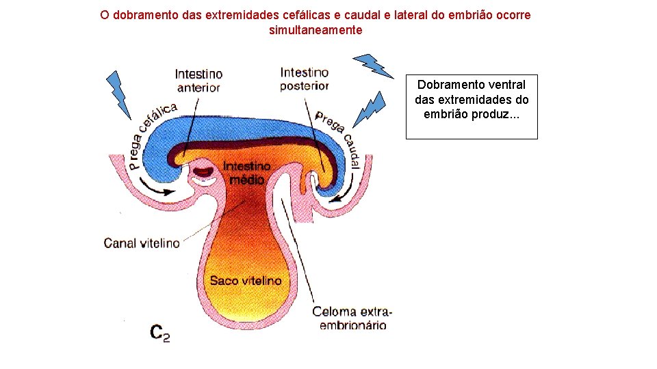 O dobramento das extremidades cefálicas e caudal e lateral do embrião ocorre simultaneamente Dobramento