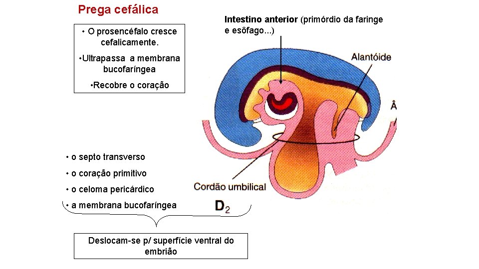 Prega cefálica • O prosencéfalo cresce cefalicamente. Intestino anterior (primórdio da faringe e esôfago.