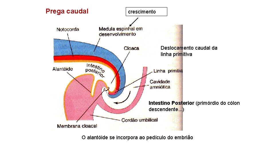 Prega caudal crescimento Deslocamento caudal da linha primitiva Intestino Posterior (primórdio do cólon descendente.