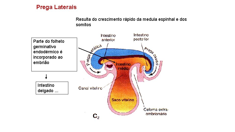 Prega Laterais Resulta do crescimento rápido da medula espinhal e dos somitos Parte do