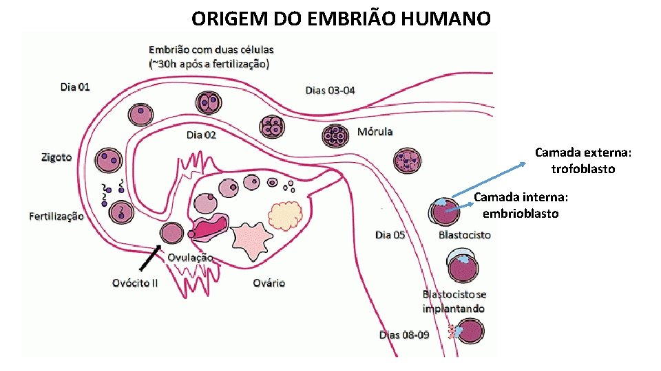 ORIGEM DO EMBRIÃO HUMANO Camada externa: trofoblasto Camada interna: embrioblasto 