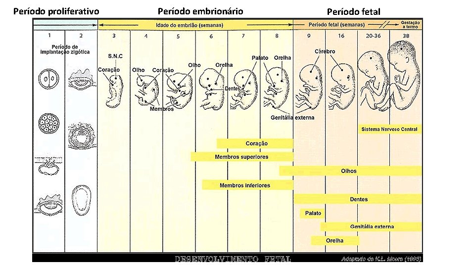 Período proliferativo Período embrionário Período fetal 
