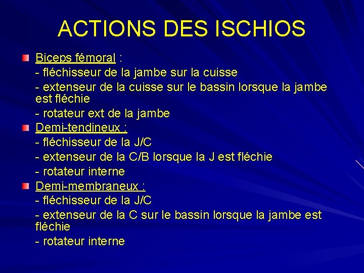 ACTIONS DES ISCHIOS Biceps fémoral : - fléchisseur de la jambe sur la cuisse