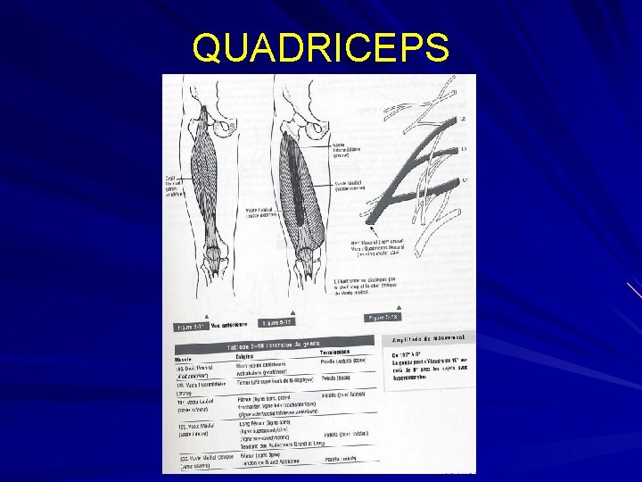 QUADRICEPS 