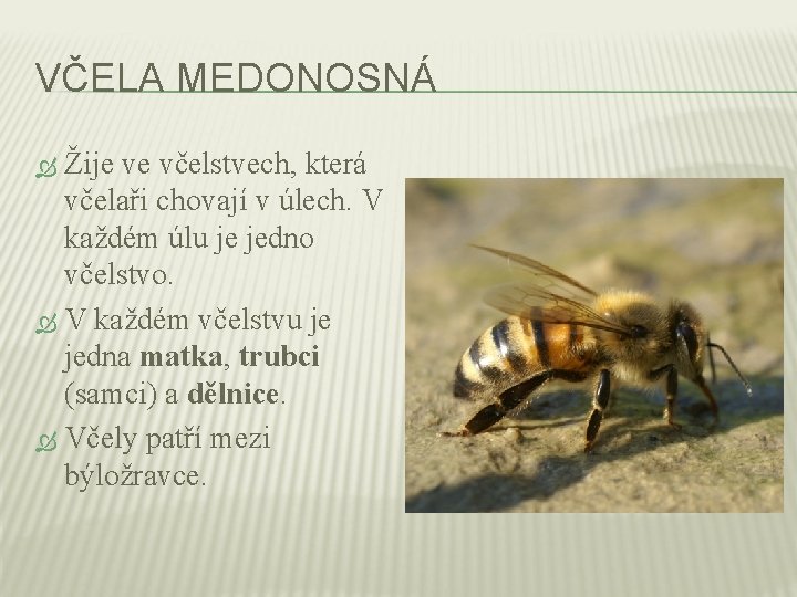 VČELA MEDONOSNÁ Žije ve včelstvech, která včelaři chovají v úlech. V každém úlu je