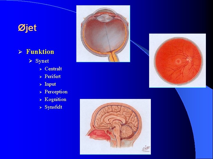 Øjet Ø Funktion Ø Synet Ø Centralt Ø Perifert Ø Input Ø Perception Ø