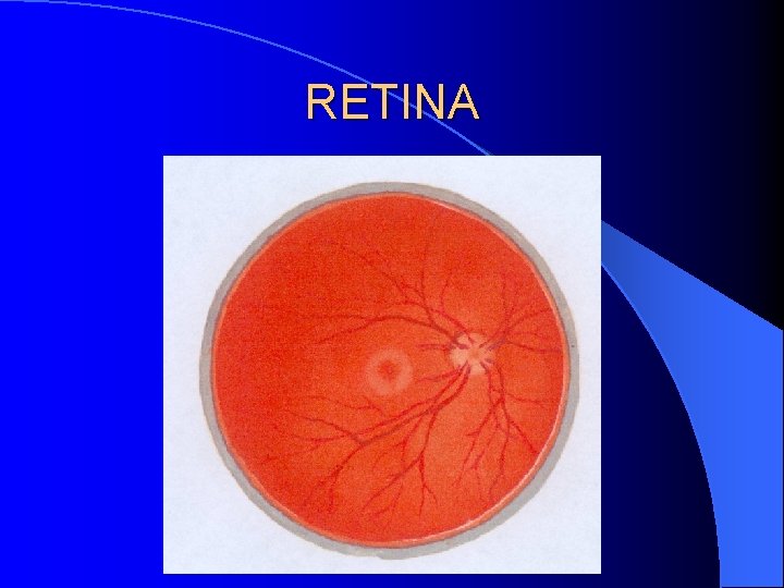 RETINA 