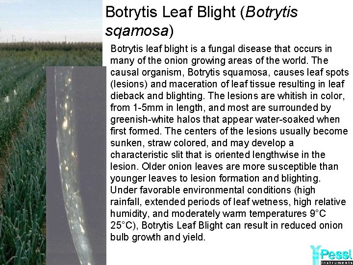 Botrytis Leaf Blight (Botrytis sqamosa) Botrytis leaf blight is a fungal disease that occurs