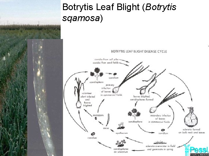 Botrytis Leaf Blight (Botrytis sqamosa) 