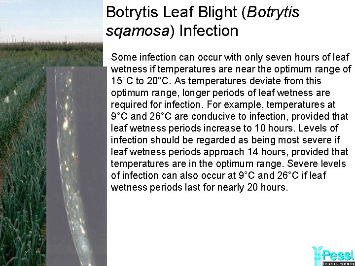 Botrytis Leaf Blight (Botrytis sqamosa) Infection Some infection can occur with only seven hours