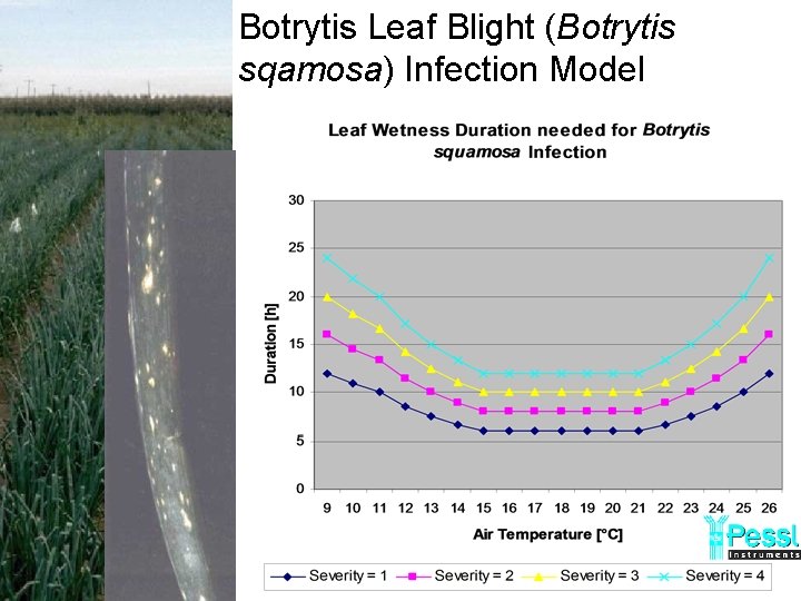 Botrytis Leaf Blight (Botrytis sqamosa) Infection Model 
