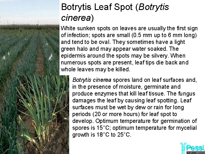 Botrytis Leaf Spot (Botrytis cinerea) White sunken spots on leaves are usually the first