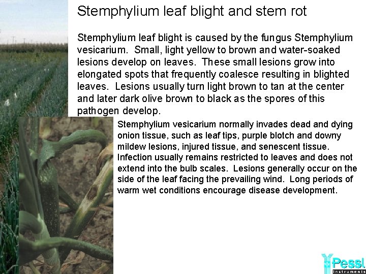 Stemphylium leaf blight and stem rot Stemphylium leaf blight is caused by the fungus