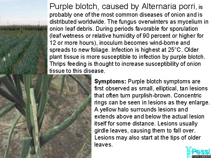 Purple blotch, caused by Alternaria porri, is probably one of the most common diseases