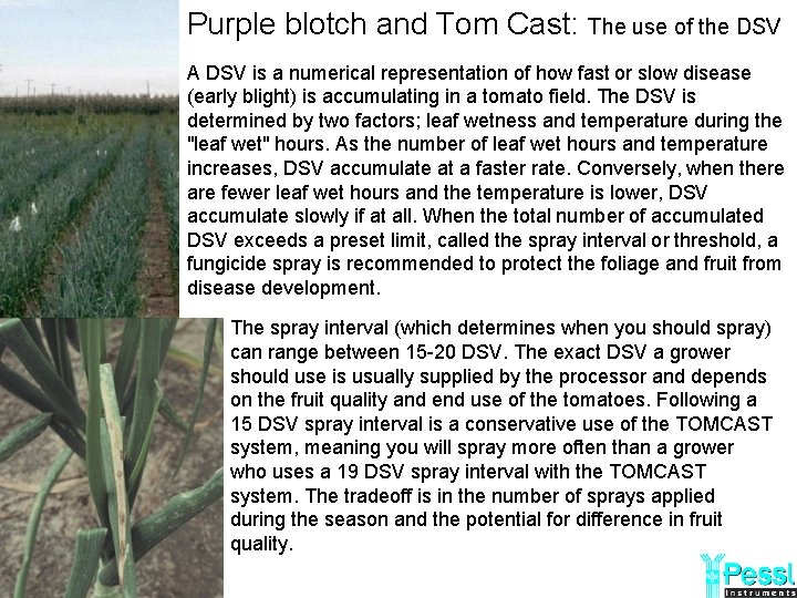 Purple blotch and Tom Cast: The use of the DSV A DSV is a