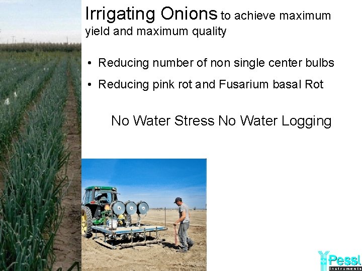 Irrigating Onions to achieve maximum yield and maximum quality • Reducing number of non