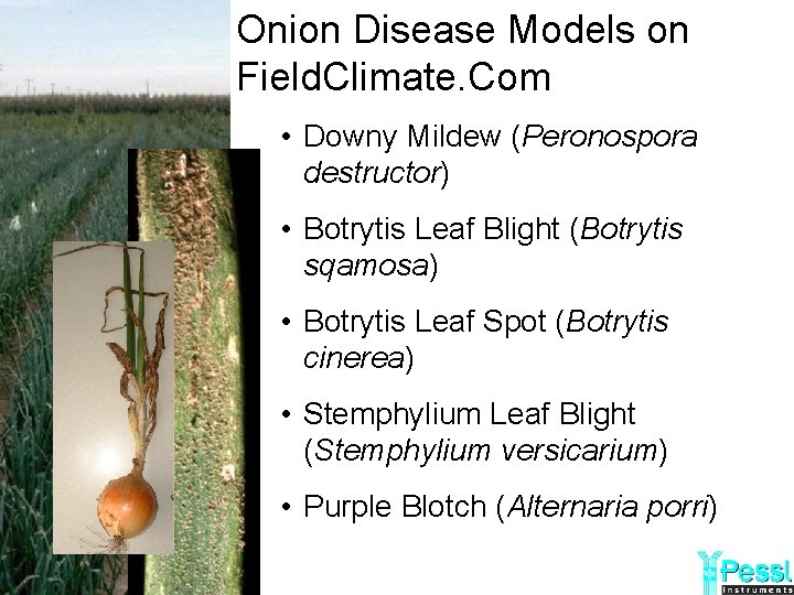 Onion Disease Models on Field. Climate. Com • Downy Mildew (Peronospora destructor) • Botrytis