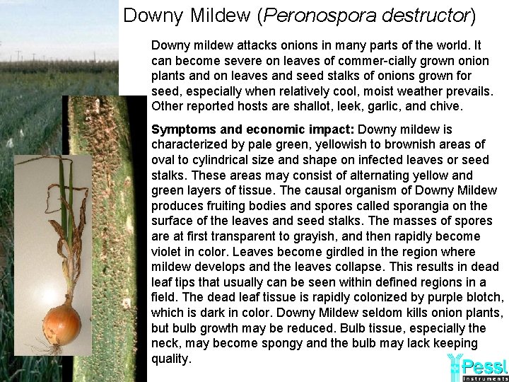 Downy Mildew (Peronospora destructor) Downy mildew attacks onions in many parts of the world.