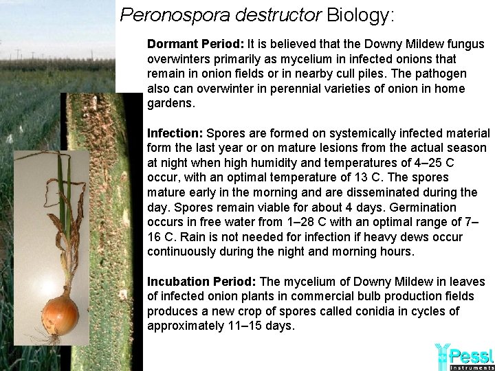 Peronospora destructor Biology: Dormant Period: It is believed that the Downy Mildew fungus overwinters
