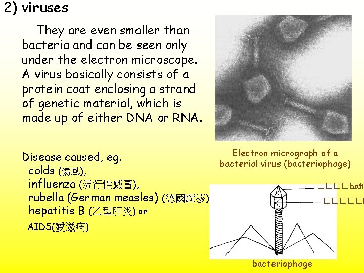 2) viruses They are even smaller than bacteria and can be seen only under