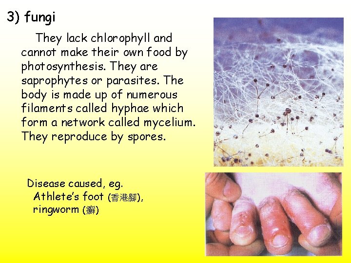 3) fungi They lack chlorophyll and cannot make their own food by photosynthesis. They