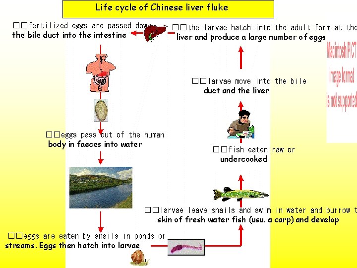 Life cycle of Chinese liver fluke ��fertilized eggs are passed down the bile duct