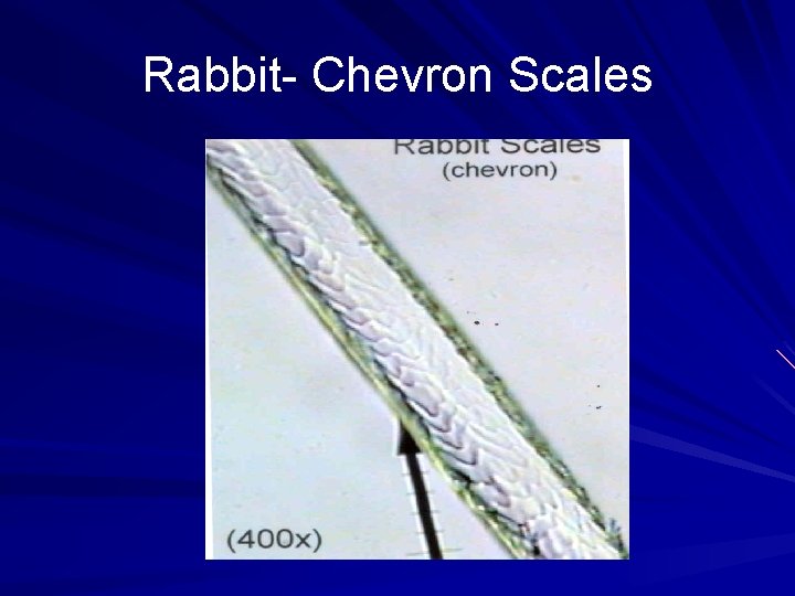 Rabbit- Chevron Scales 