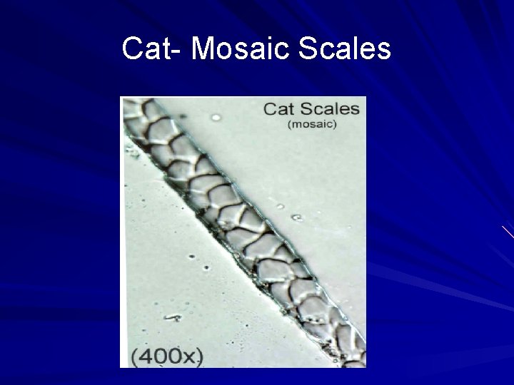 Cat- Mosaic Scales 